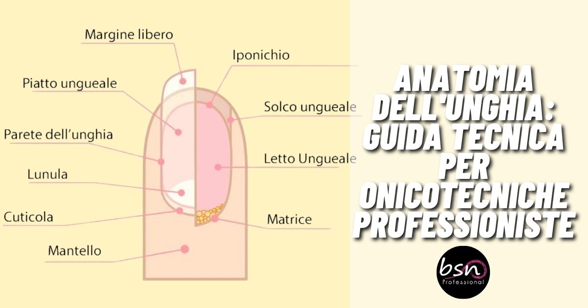 Anatomia dell'unghia: Guida tecnica per onicotecniche professioniste