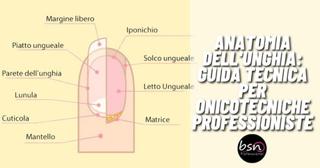 Anatomia dell'unghia: Guida tecnica per onicotecniche professioniste